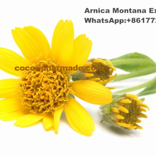Natural arnica powder extract used for boosting the blood move